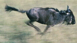 Wildebeest - kdwbsf01
