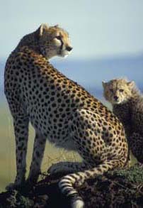 Cheetah - kdchso01