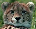 Cheetah portrait - kdchsj01