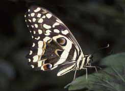 Citrus Swallowtail butterfly - kdgxgj01