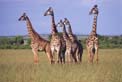 Masai giraffe - kcgmsu01
