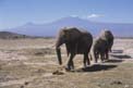 Elephants and Kilimanjaro - kdelof11