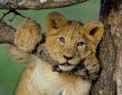 Lion cub - kdligl01