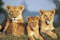 Lioness & cubs - kdliso02