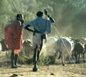Samburu warriors - kdpslu01a