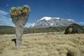 Giant groundsel & Kilimanjaro - tdmilf03