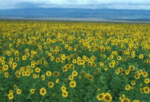 Rift Valley sunflowers - kdaggf03