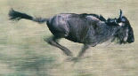 Wildebeest - kdwbsf01